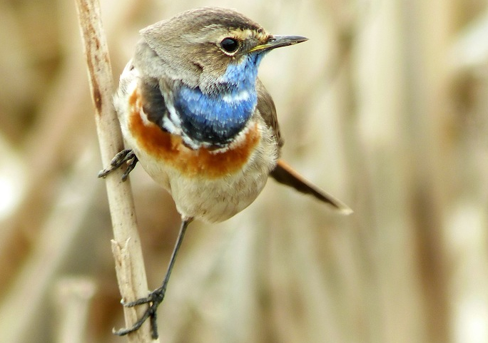 blaukehlchen.jpg