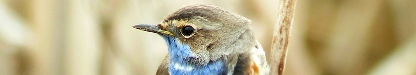 Headerbild Headerbild