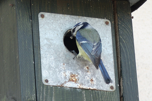 Blaumeise.jpg