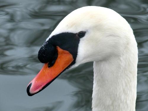 Hoeckerschwan.jpg