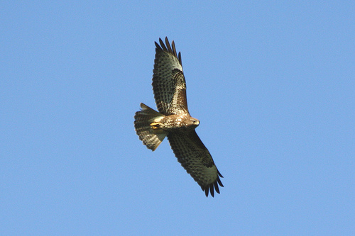 Maeusebussard.jpg