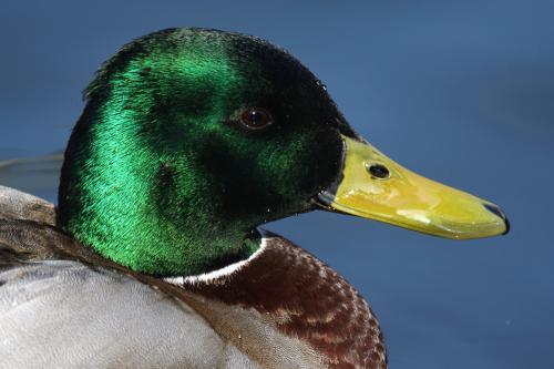 Stockente.jpg