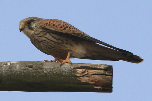 Turmfalke.jpg
