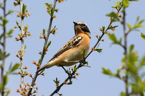 braunkehlchen.jpg
