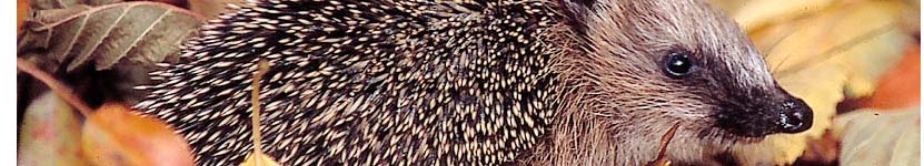 Headerbild