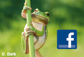 Das hessische Laubfrosch-Projekt bei Facebook Das hessische Laubfrosch-Projekt bei Facebook