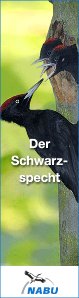 Waldschutz