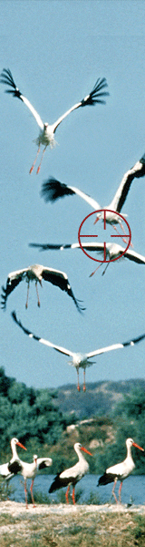 Zugvogelschutz