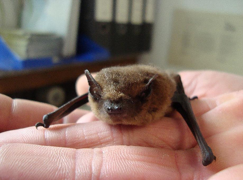 zwergfledermaus.jpg
